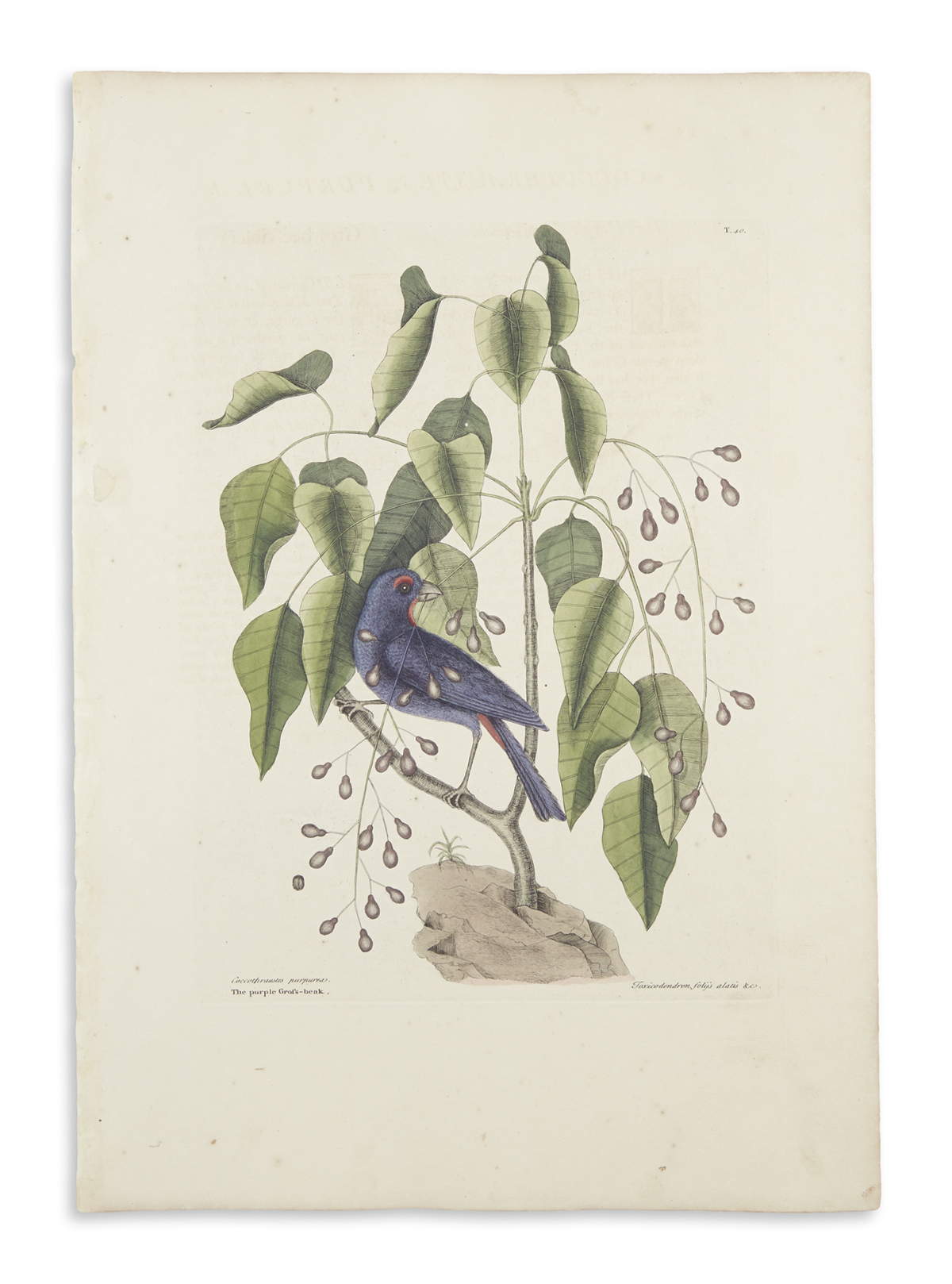CATESBY, MARK. Fifty-two hand-colored engraved plates,